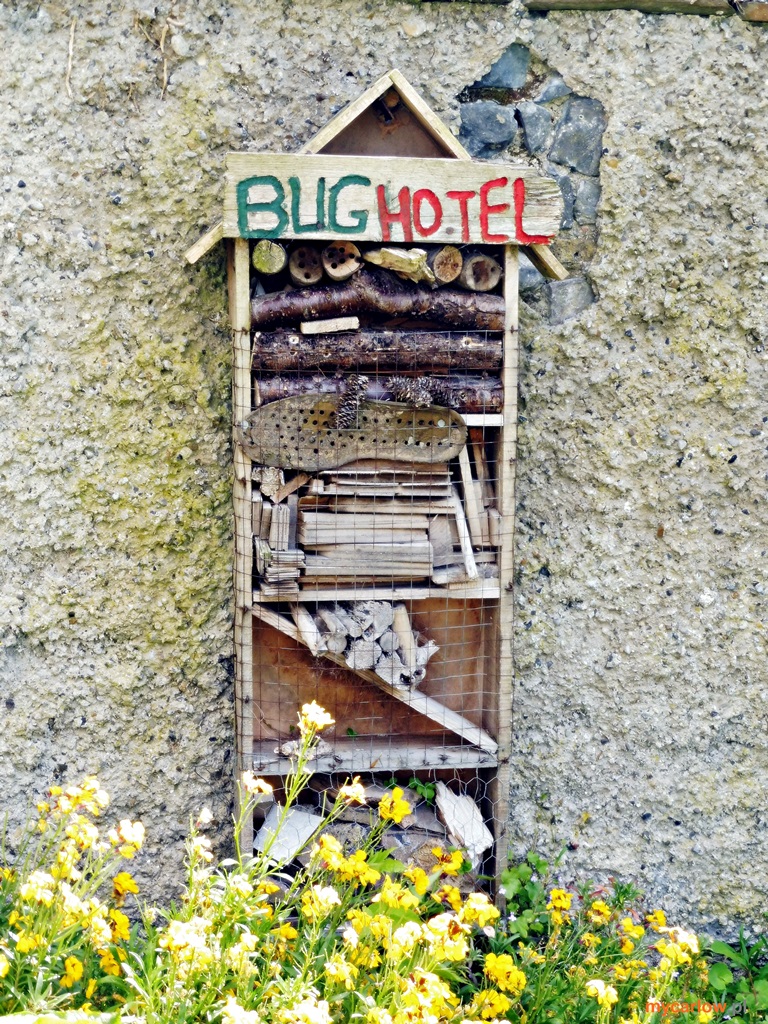 Photo walk through the streets of Carlow: bug hotel next to St Mary Church of Ireland