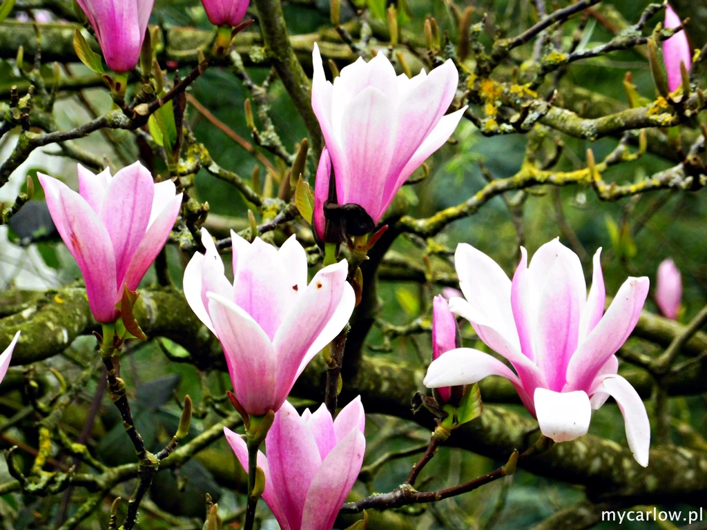 Pink & white Irish Spring