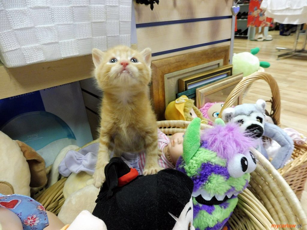 My volunteering time at Second Chance Charity Shop: kittens