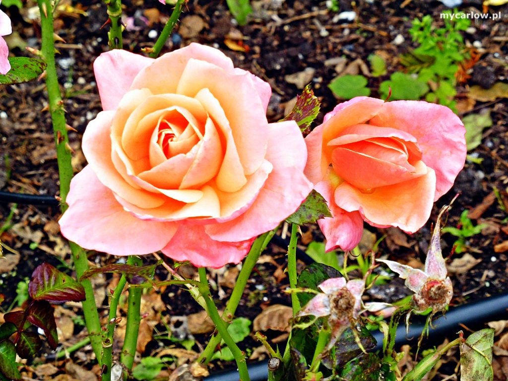 Formal Rose Garden at Delta Sensory Gardens