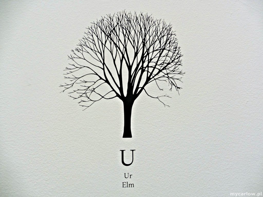 VISUAL Centre for Contemporary Art - Katie Holten’s Irish Tree Alphabet
