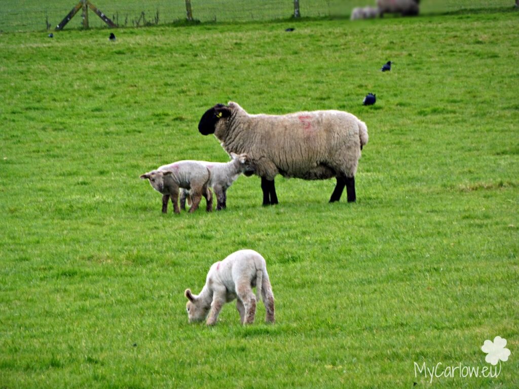 Irish Lambs, County Carlow