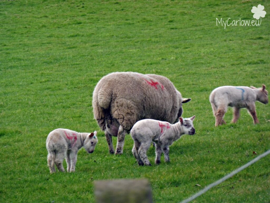 Irish Lambs, County Carlow