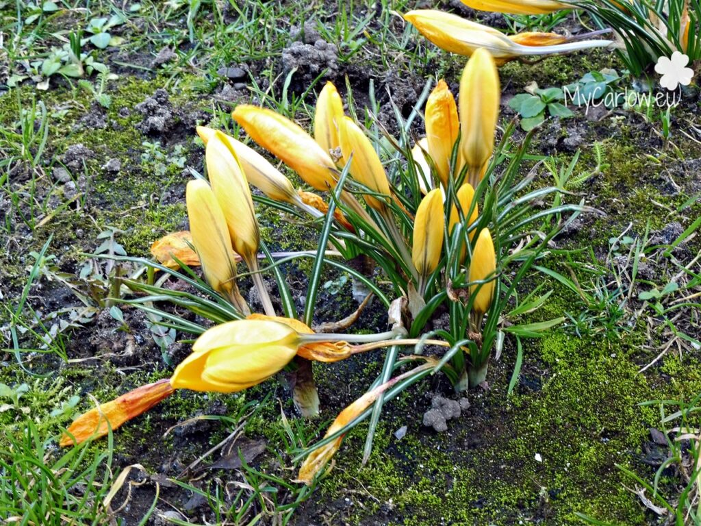 Flowers of February - spring Crocuses 