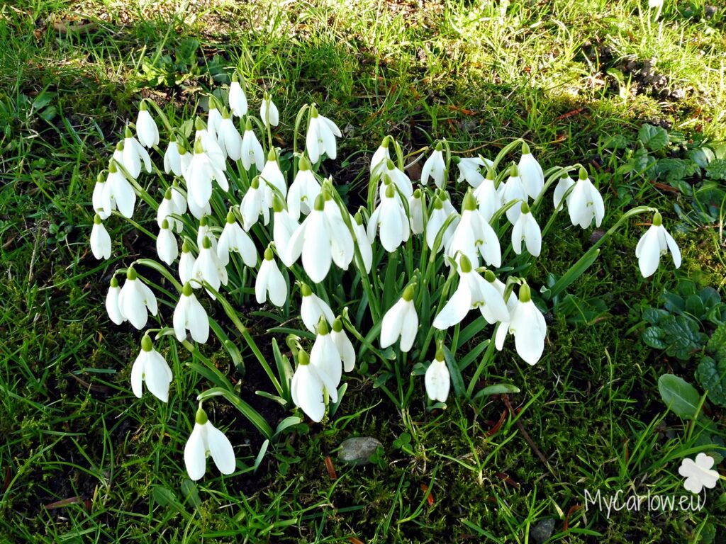 Flowers of February - Snowdrops