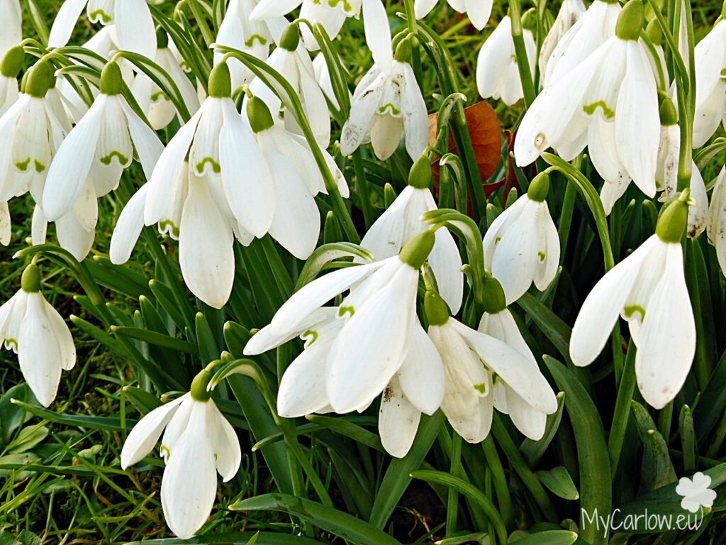 Flowers of February - Snowdrops