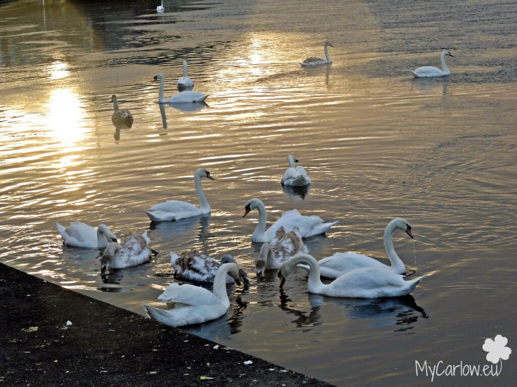 Swans and Sunset over River Barrow, Carlow Town Park, County Carlow