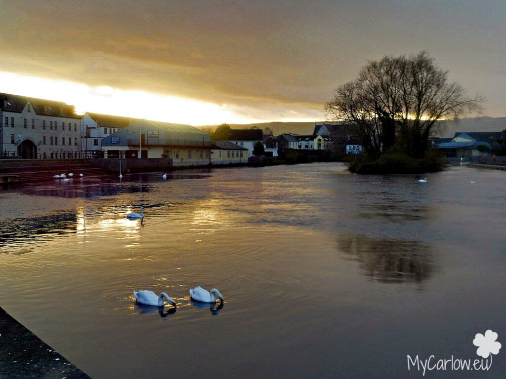 Swans and Sunset over River Barrow, Carlow Town Park, County Carlow