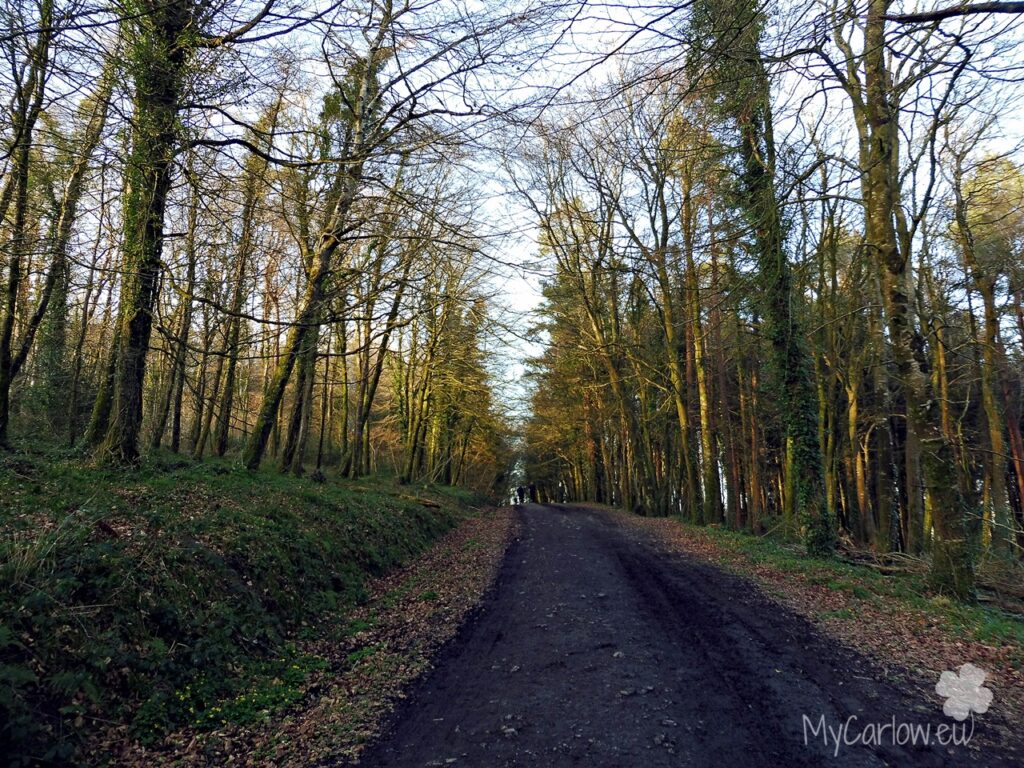 Clogrennane Wood, County Carlow