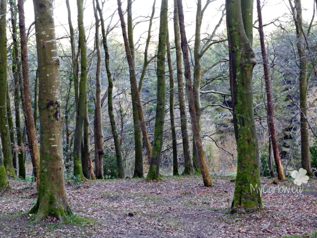 Clogrennane Wood, County Carlow