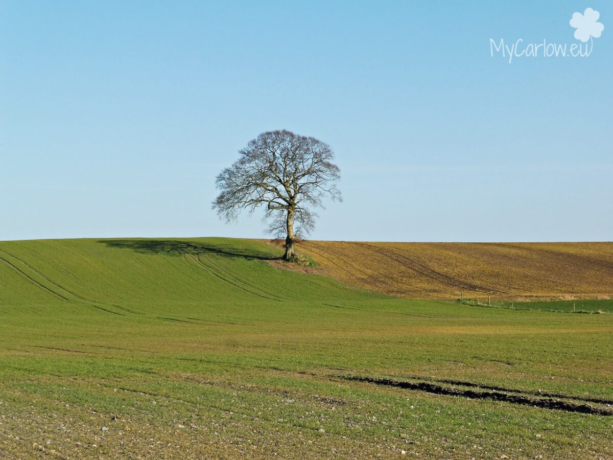 Carlow Lonely Tree