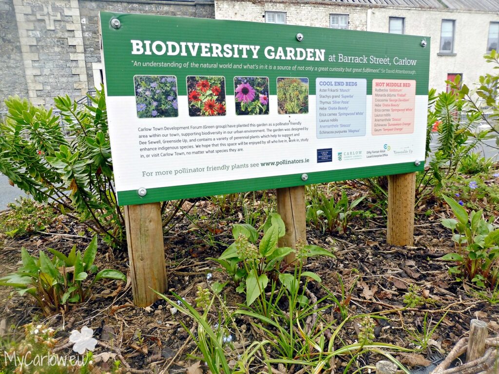 Barrack Street Biodiversity Garden in Carlow Town