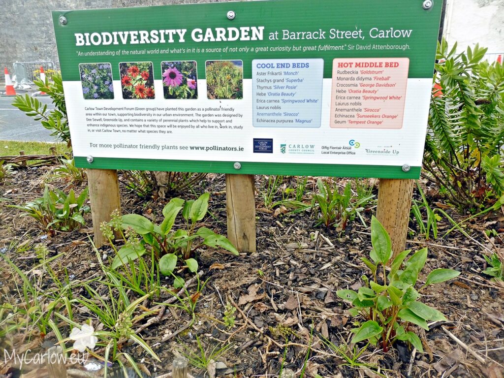 Barrack Street Biodiversity Garden in Carlow Town