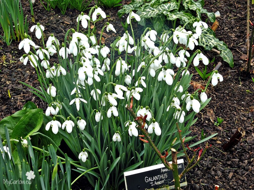 Altamont Gardens - Snowdrop Month 2022