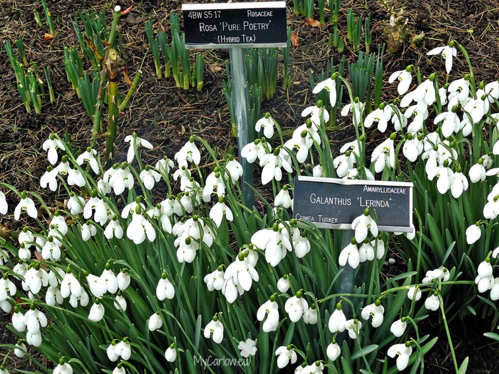 Altamont Gardens - Snowdrop Month 2022