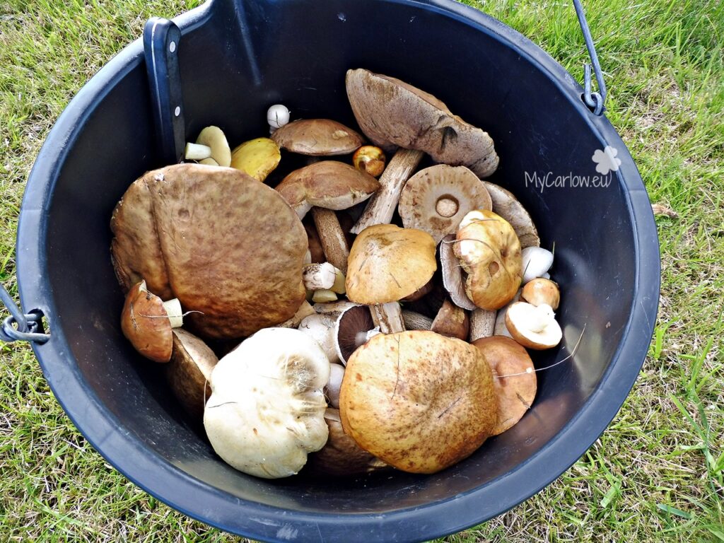Bucket of mushrooms - Curragh Military Cemetery, County Kildare